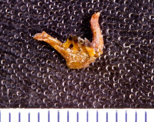 Sigmopharyngodon idahoensis Uyeno