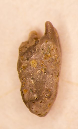 Stemmatodus bicristatus St.John & Worthen