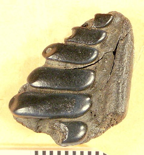 Anomoeodus latidens marylandicus Berry