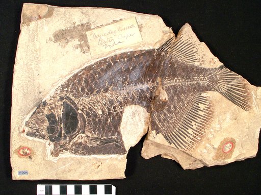 Dapedoglossus testis Cope