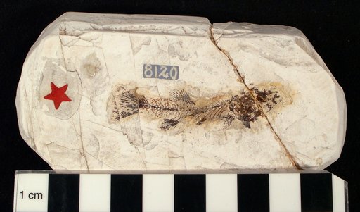 Parafundulus nevadensis Eastman