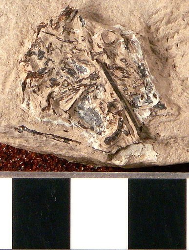 Plioplarchus septemspinosus Cope