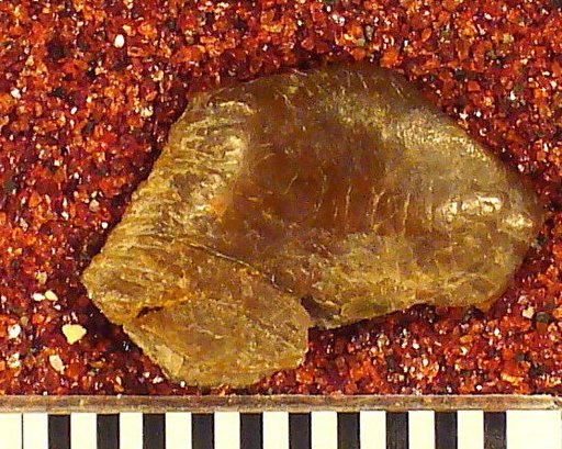 Psammodus turgidus St.John & Worthen