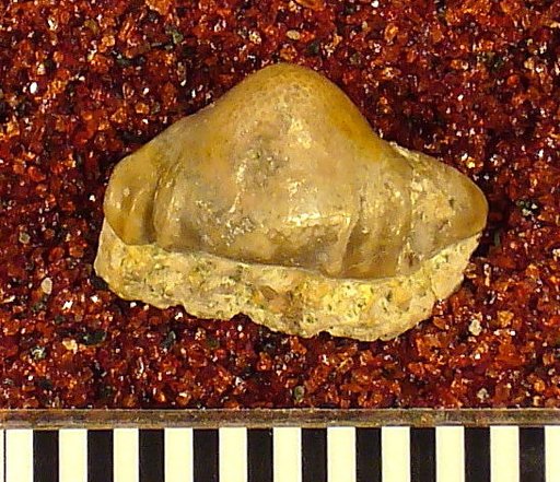 Orodus variocostatus St.John & Worthen