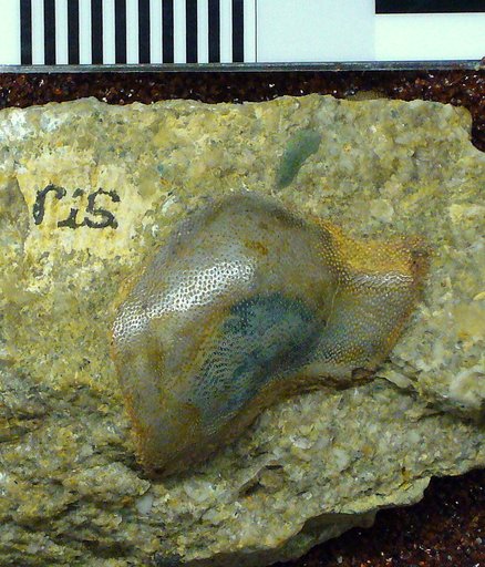 Chitonodus springeri St.John & Worthen