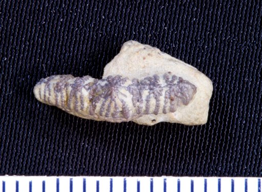 Orodus decussatus St.John & Worthen