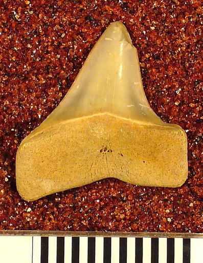 Oxyrhina praecursor var. americana Leriche