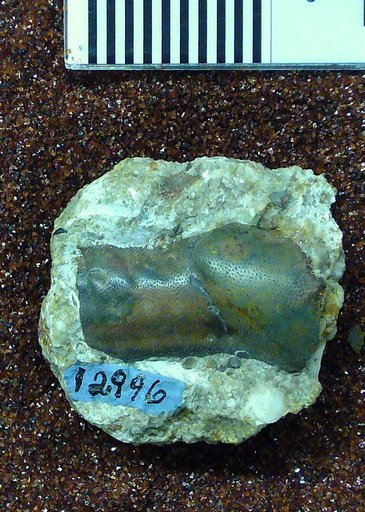 Chitonodus springeri St.John & Worthen