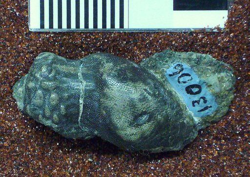 Chitonodus tribulis St.John & Worthen