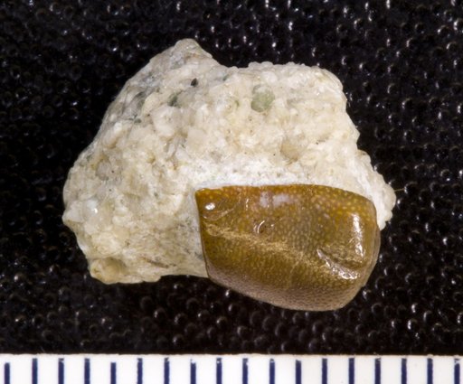 Stenopterodus planus St.John & Worthen