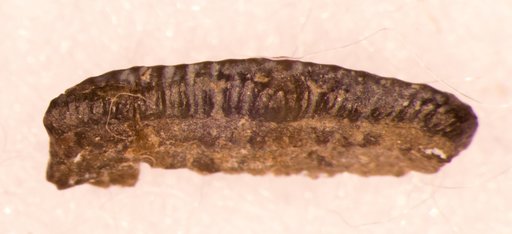 Orodus parvulus St.John & Worthen