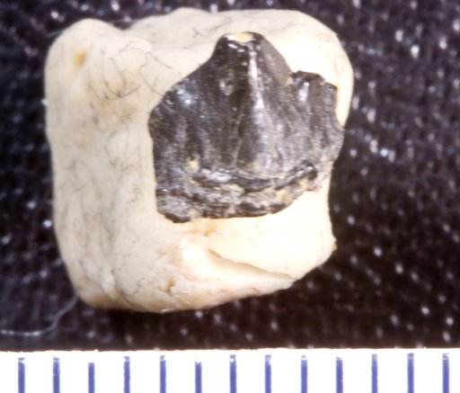 Venustodus variabilis St.John & Worthen