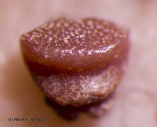 Trygon alveolatus Leriche