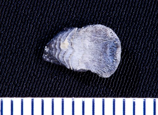 Petalorhynchus pseudosagittatus St.John & Worthen
