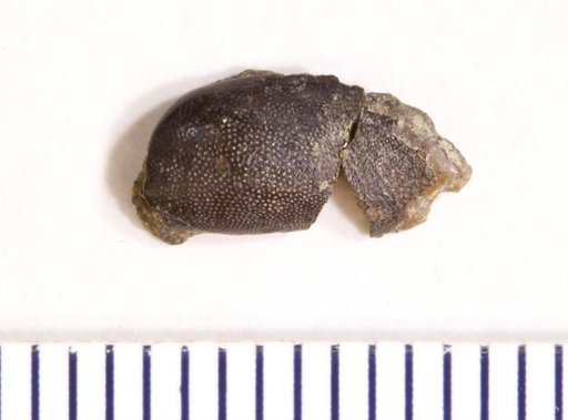 Vaticinodus ? similis St.John & Worthen