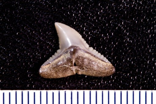 Sphyrna prisca var. eastmani Leriche