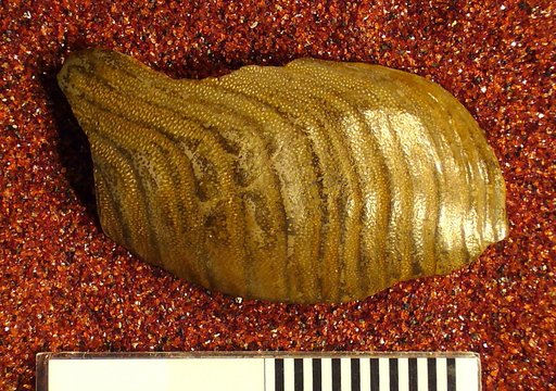 Deltodus fasciatus Newberry & Worthen