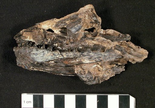 Rhabdofario lacustris Cope