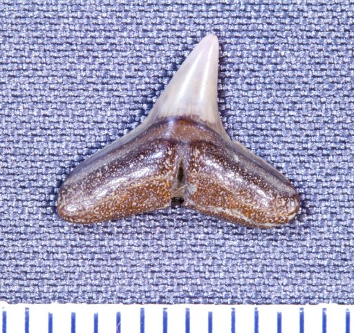 Sphyrna prisca var. eastmani Leriche