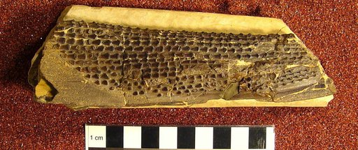 Ctenacanthus longinodosus Eastman