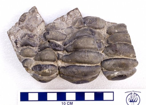 Acrodus nobilis Agassiz
