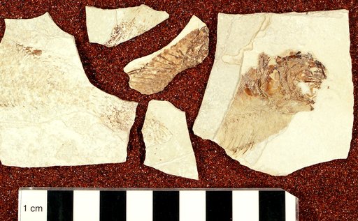 Plioplarchus sexspinosus Cope