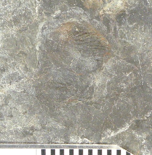 Holoptychius flabellatus Cope