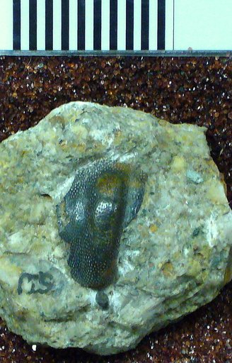 Chitonodus springeri St.John & Worthen