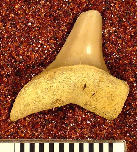 Oxyrhina praecursor var. americana Leriche