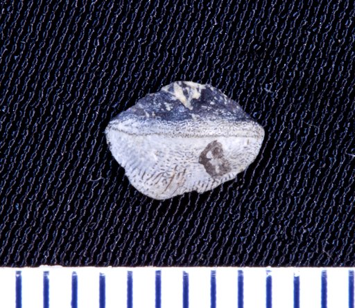 Petalorhynchus distortus St.John & Worthen