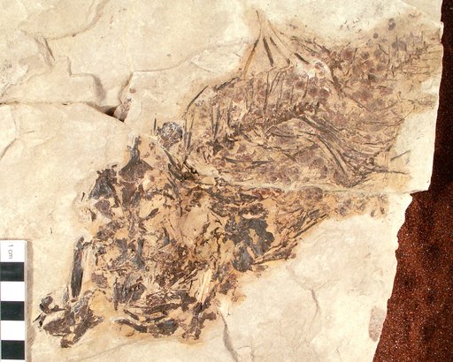 Plioplarchus septemspinosus Cope
