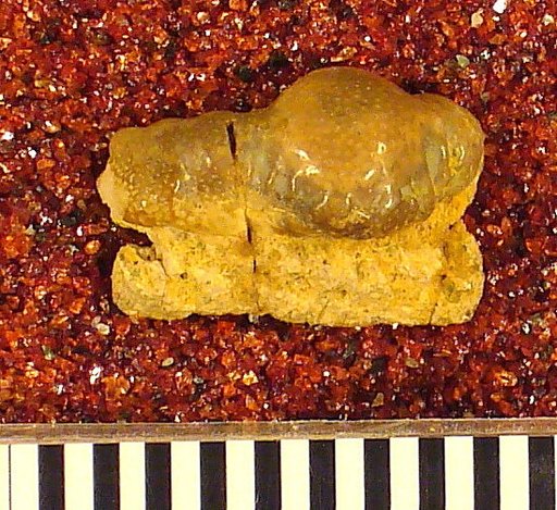 Orodus variocostatus St.John & Worthen