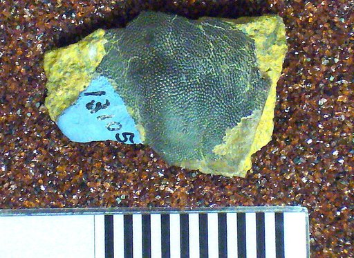 Chitonodus springeri St.John & Worthen
