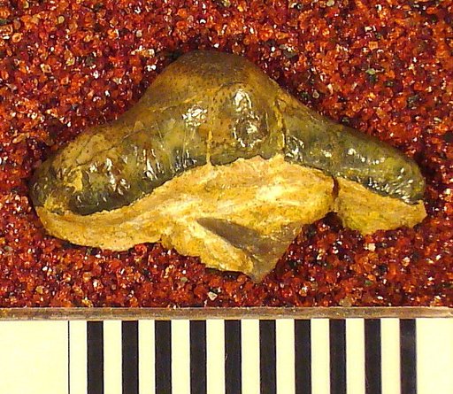 Orodus variocostatus St.John & Worthen