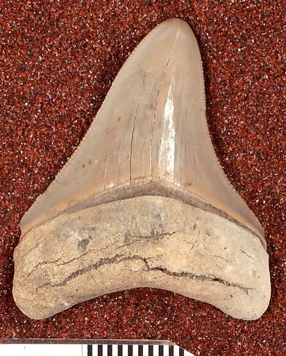 Carcharocles megalodon