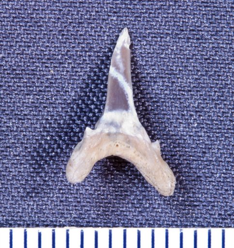 Odontaspis macrota var. semistriata Leriche