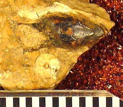 Poecilodus varsoviensis St.John & Worthen