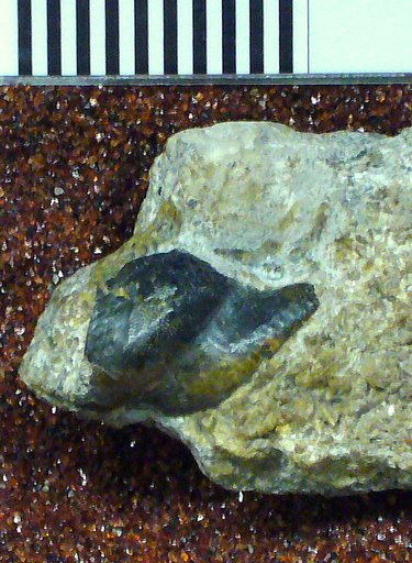 Chitonodus tribulis St.John & Worthen