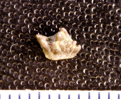 Stemmatodus cheiriformis St.John & Worthen