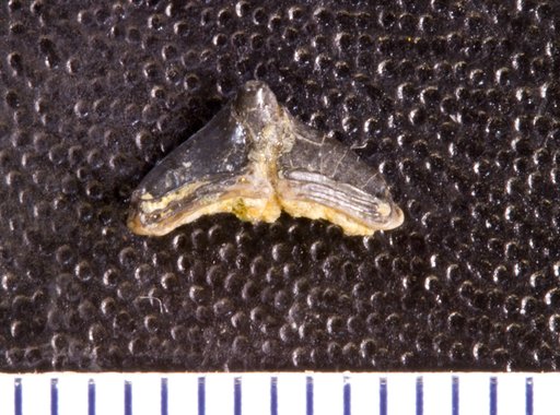 Venustodus variabilis St.John & Worthen