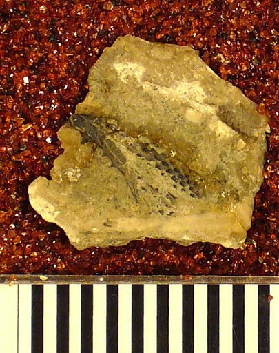 Gampsacanthus squamosus St.John & Worthen