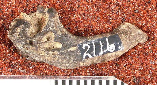 Diastichus macrodon Cope