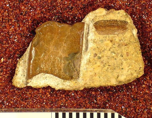 Psammodus springeri St.John & Worthen