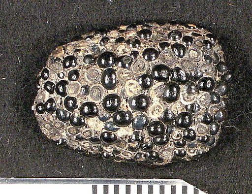 Paralbula marylandica Blake, 1940