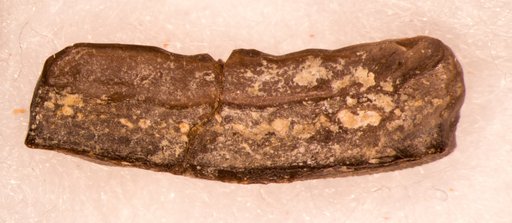 Chomatodus inconstans St.John & Worthen