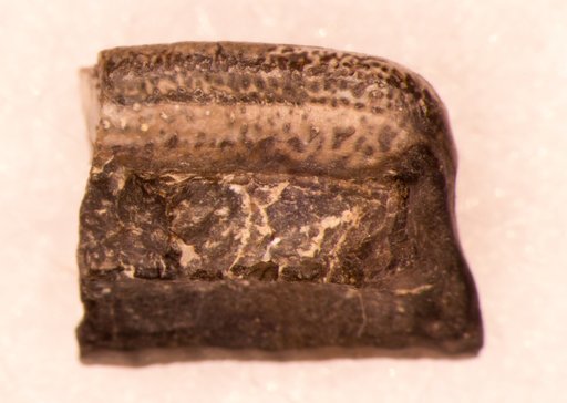 Chomatodus inconstans St.John & Worthen