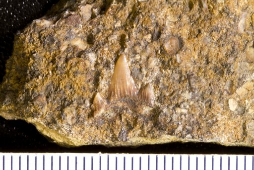 Scyllium rugosum Williston