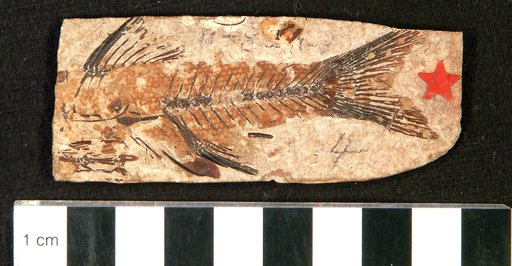 Amphiplaga brachyptera Cope