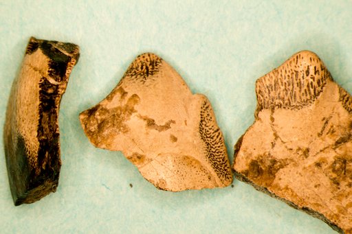 Cholodus inaequalis St.John & Worthen