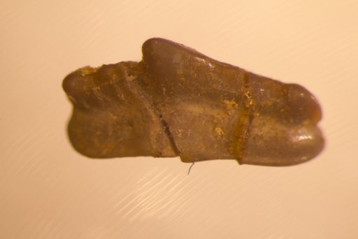 Mesodmodus ornatus St.John & Worthen